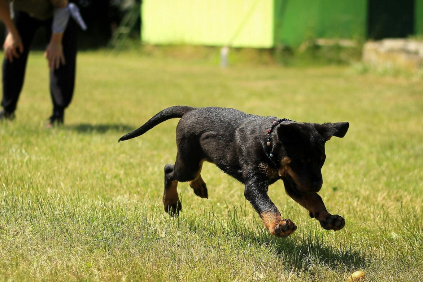 Menschen spazieren mit ihren Hunden auf einem sonnigen Weg in einem Park.