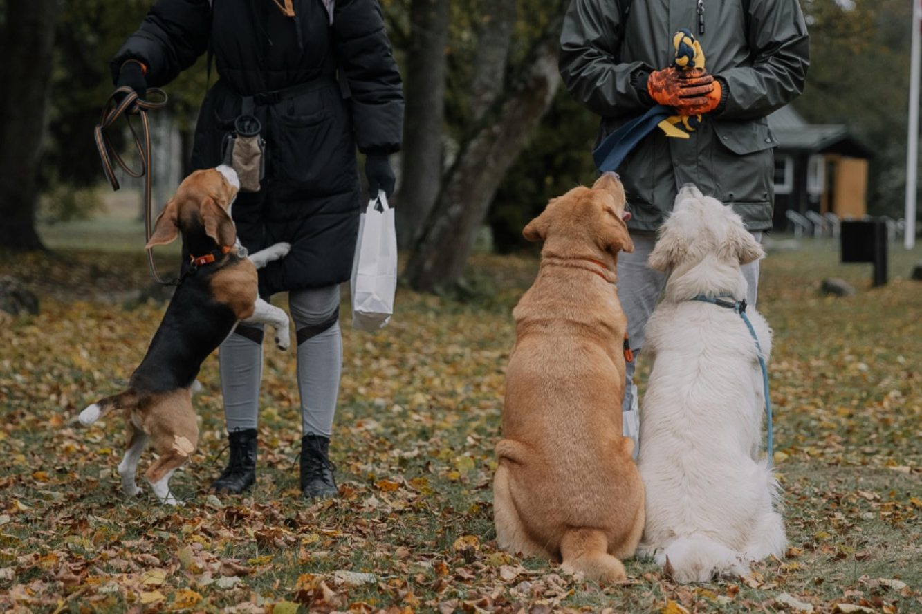 Drei Hunde stehen und sitzen auf einem herbstlichen Boden, während jemand mit ihnen spielt.