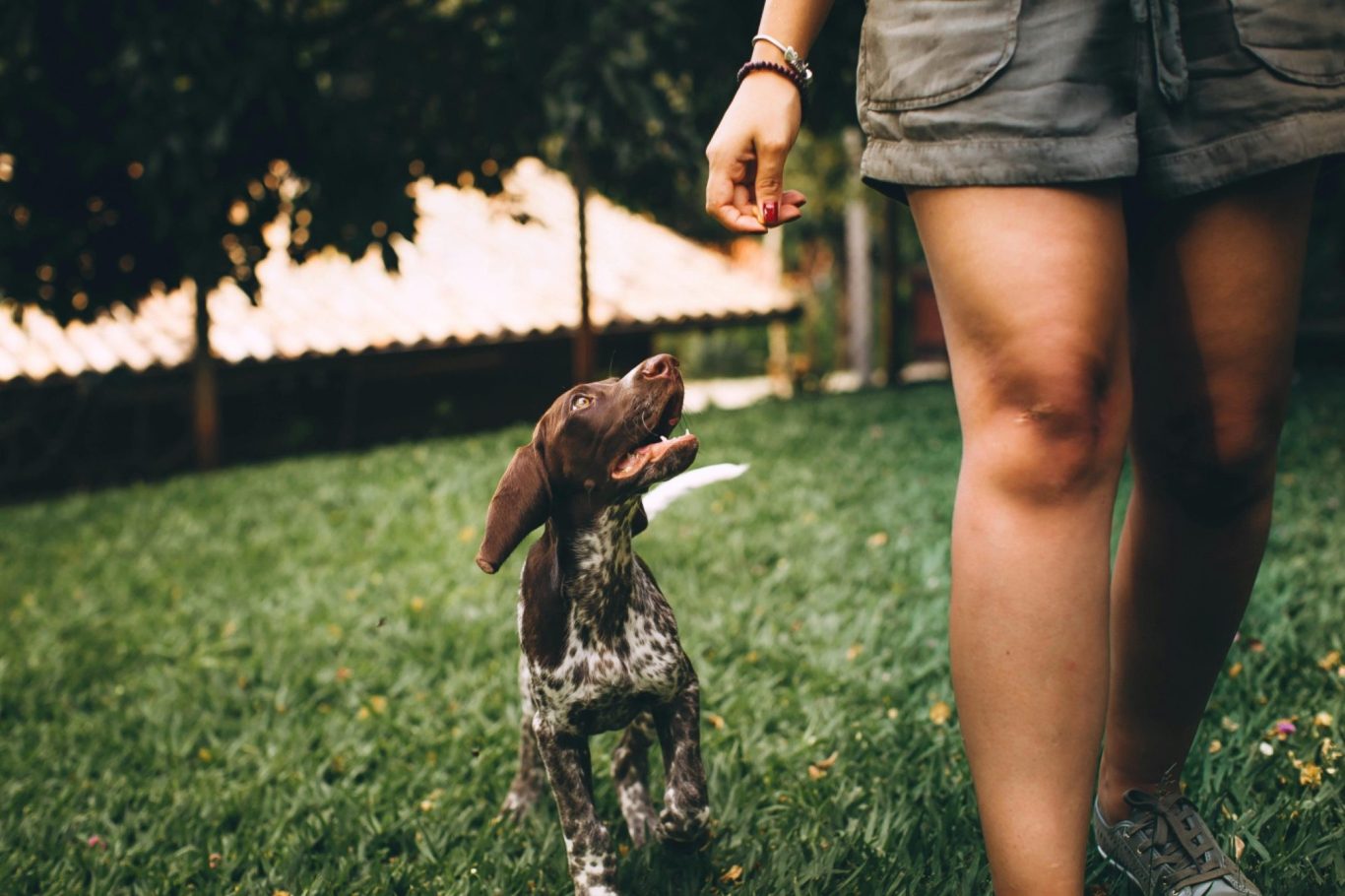 Eine Person mit Shorts steht auf Gras neben einem aufmerksamen Hund.