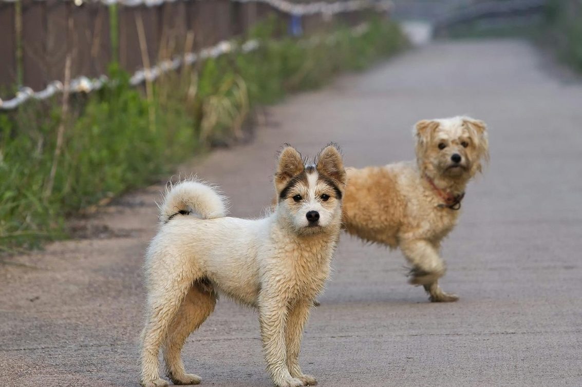 Zwei Hunde stehen auf einem Weg, einer weiß und grau, der andere beige.