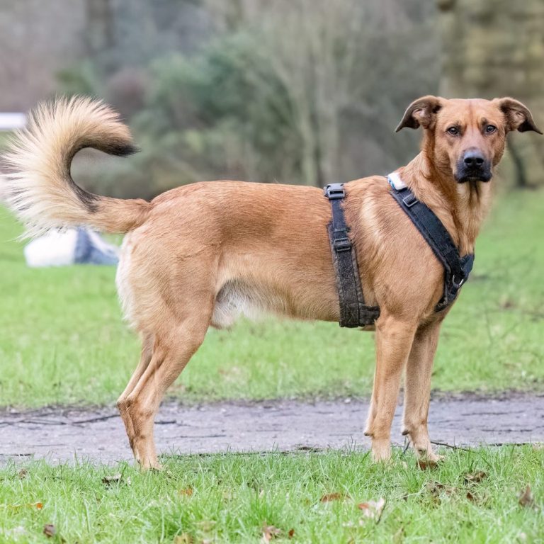Brauner Hund mit Geschirr steht auf einer Wiese, Blick in die Kamera gerichtet.