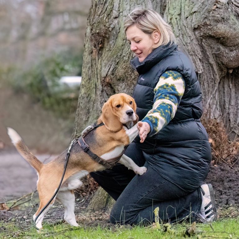 Frau kniet neben einem Beagle, der auf sie zuspringt, an einem Baum.