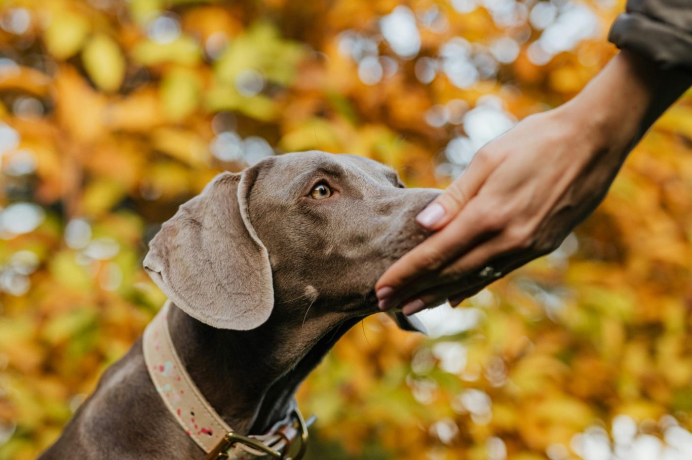 Brauner Hund schaut aufmerksam auf die Hand mit einem Klicker.
