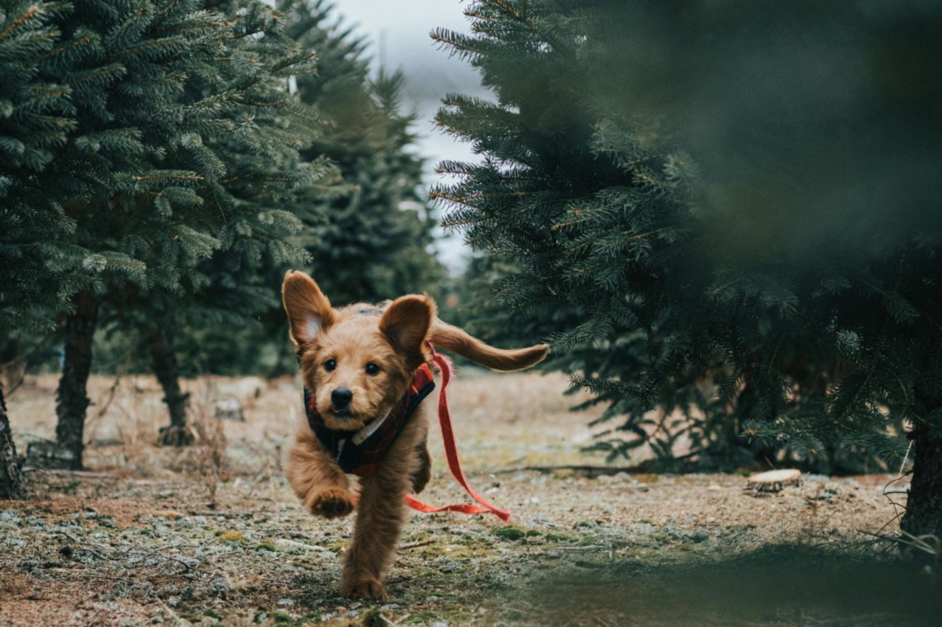 Ein brauner Hund rennt fröhlich durch einen bewaldeten Bereich mit Nadelbäumen.