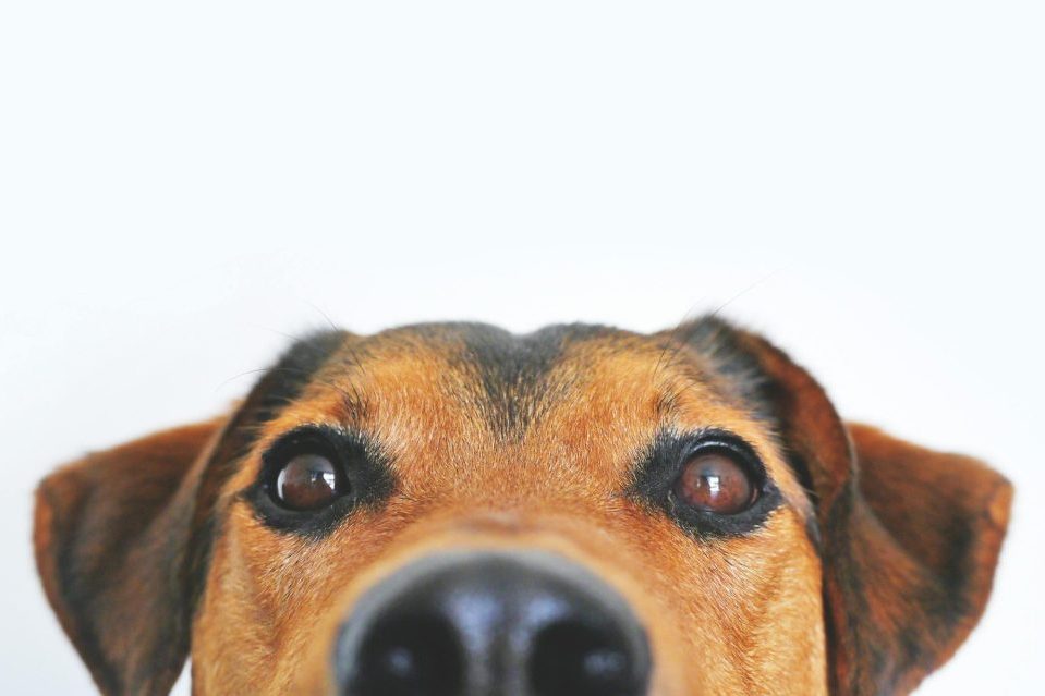 Eine Person mit Shorts steht auf Gras neben einem aufmerksamen Hund.