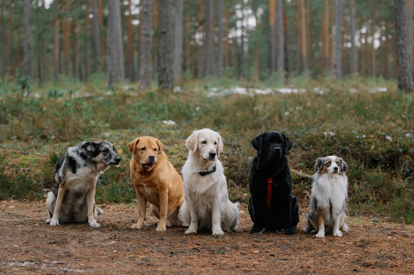 Fünf Hunde verschiedener Rassen sitzen auf einem Waldboden umgeben von Bäumen.